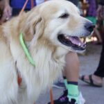 Ira Khan Instagram - Dogs of Cervia🐕‍🦺 Or Dogs of Ironman Emilia-Romagna? #dogsofinstagram #dogs #ironmanemiliaromagna #ironman Cervia, Italy
