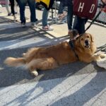 Ira Khan Instagram - Dogs of Cervia🐕‍🦺 Or Dogs of Ironman Emilia-Romagna? #dogsofinstagram #dogs #ironmanemiliaromagna #ironman Cervia, Italy