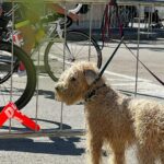 Ira Khan Instagram - Dogs of Cervia🐕‍🦺 Or Dogs of Ironman Emilia-Romagna? #dogsofinstagram #dogs #ironmanemiliaromagna #ironman Cervia, Italy