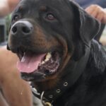 Ira Khan Instagram - Dogs of Cesenatico🐶 1 - Left his owners and followed me. It was the best. Hang out with me for a full 15 minutes. 4 - Was just too excited and kept coming at my camera and tried to turn my lens cap into a chew toy. #dogsofinstagram #cesenatico #photography Cesenatico, Italy
