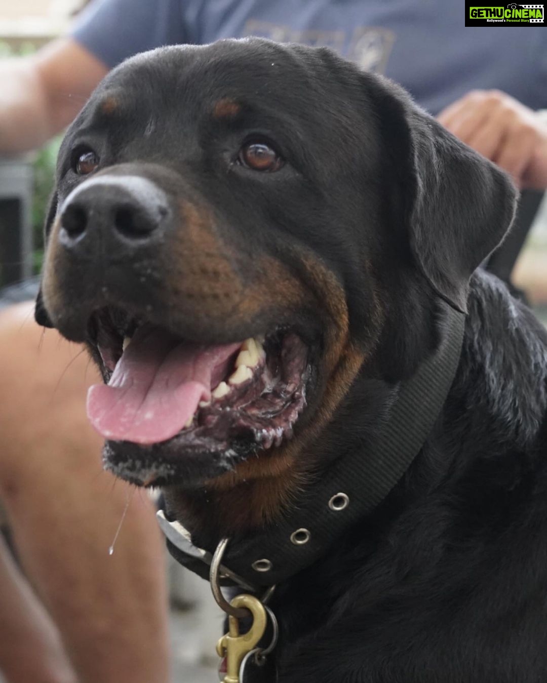 Ira Khan Instagram - Dogs of Cesenatico🐶 1 - Left his owners and followed me. It was the best. Hang out with me for a full 15 minutes. 4 - Was just too excited and kept coming at my camera and tried to turn my lens cap into a chew toy. #dogsofinstagram #cesenatico #photography Cesenatico, Italy