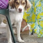 Ira Khan Instagram - Dogs of Cesenatico🐶 1 - Left his owners and followed me. It was the best. Hang out with me for a full 15 minutes. 4 - Was just too excited and kept coming at my camera and tried to turn my lens cap into a chew toy. #dogsofinstagram #cesenatico #photography Cesenatico, Italy