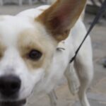 Ira Khan Instagram - Dogs of Cesenatico🐶 1 - Left his owners and followed me. It was the best. Hang out with me for a full 15 minutes. 4 - Was just too excited and kept coming at my camera and tried to turn my lens cap into a chew toy. #dogsofinstagram #cesenatico #photography Cesenatico, Italy