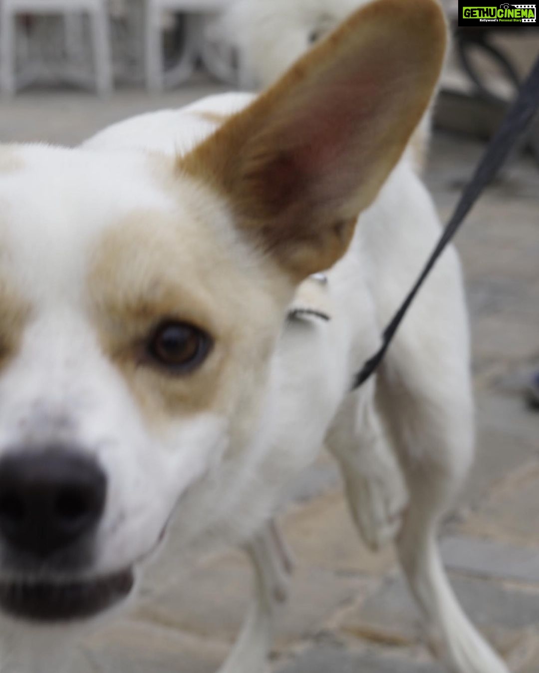 Ira Khan Instagram - Dogs of Cesenatico🐶 1 - Left his owners and followed me. It was the best. Hang out with me for a full 15 minutes. 4 - Was just too excited and kept coming at my camera and tried to turn my lens cap into a chew toy. #dogsofinstagram #cesenatico #photography Cesenatico, Italy