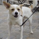 Ira Khan Instagram - Dogs of Cesenatico🐶 1 - Left his owners and followed me. It was the best. Hang out with me for a full 15 minutes. 4 - Was just too excited and kept coming at my camera and tried to turn my lens cap into a chew toy. #dogsofinstagram #cesenatico #photography Cesenatico, Italy