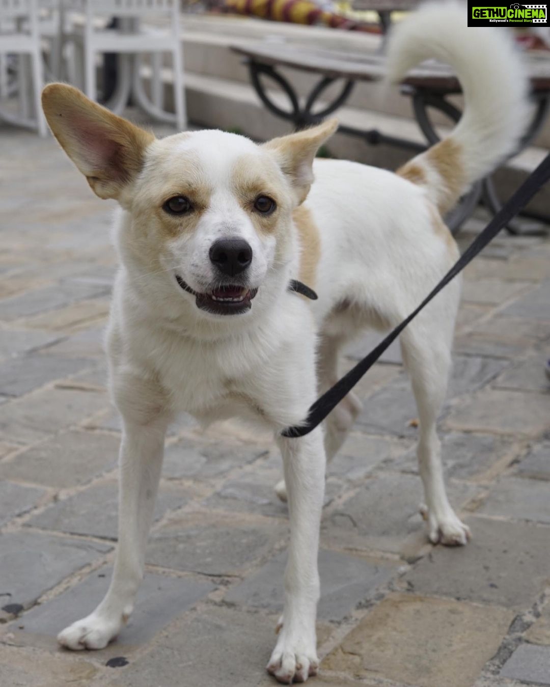 Ira Khan Instagram - Dogs of Cesenatico🐶 1 - Left his owners and followed me. It was the best. Hang out with me for a full 15 minutes. 4 - Was just too excited and kept coming at my camera and tried to turn my lens cap into a chew toy. #dogsofinstagram #cesenatico #photography Cesenatico, Italy