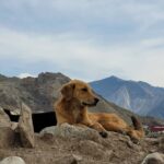 Ira Khan Instagram - Dogs of Himachal🐕 . . . #dog #doggo #travel #himachal #photography #dogseries Himachal Pradesh