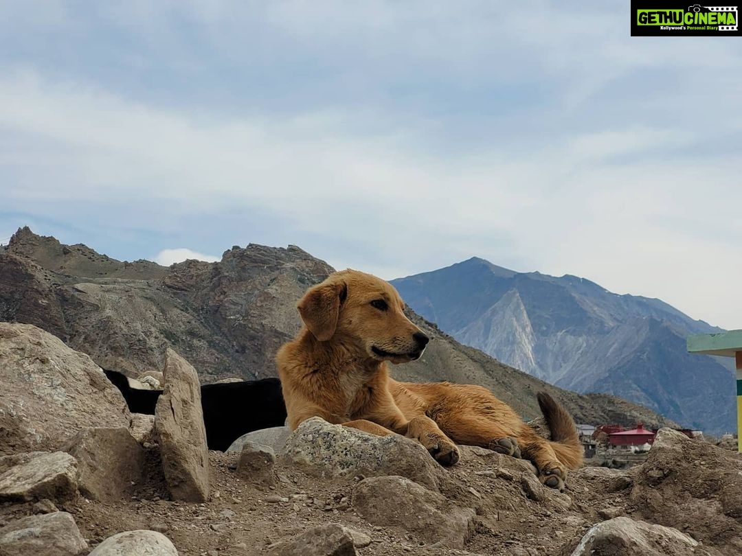 Ira Khan Instagram - Dogs of Himachal🐕 . . . #dog #doggo #travel #himachal #photography #dogseries Himachal Pradesh