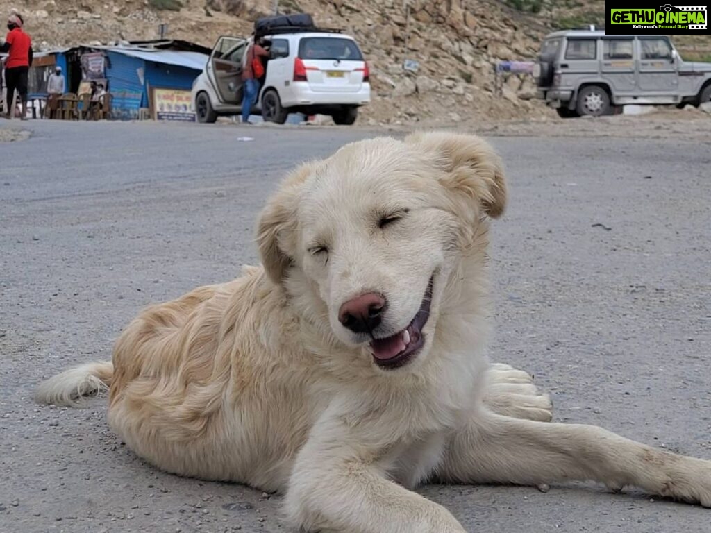 Ira Khan Instagram - Dogs of Himachal🐕 . . . #dog #doggo #travel #himachal #photography #dogseries Himachal Pradesh