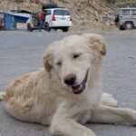 Ira Khan Instagram - Dogs of Himachal🐕 . . . #dog #doggo #travel #himachal #photography #dogseries Himachal Pradesh