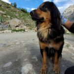 Ira Khan Instagram – Dogs of Himachal🐕
.
.
.
#dog #doggo #travel #himachal #photography #dogseries Himachal Pradesh