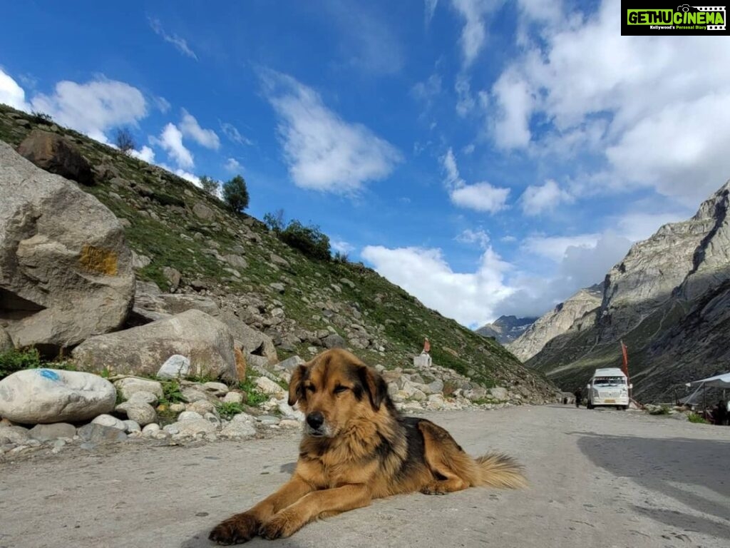 Ira Khan Instagram - Dogs of Himachal🐕 . . . #dog #doggo #travel #himachal #photography #dogseries Himachal Pradesh