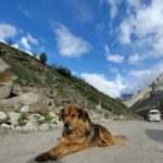 Ira Khan Instagram – Dogs of Himachal🐕
.
.
.
#dog #doggo #travel #himachal #photography #dogseries Himachal Pradesh