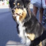 Ira Khan Instagram - Dogs of Cervia🐕‍🦺 Or Dogs of Ironman Emilia-Romagna? #dogsofinstagram #dogs #ironmanemiliaromagna #ironman Cervia, Italy