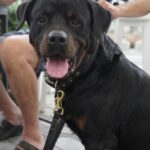 Ira Khan Instagram - Dogs of Cesenatico🐶 1 - Left his owners and followed me. It was the best. Hang out with me for a full 15 minutes. 4 - Was just too excited and kept coming at my camera and tried to turn my lens cap into a chew toy. #dogsofinstagram #cesenatico #photography Cesenatico, Italy