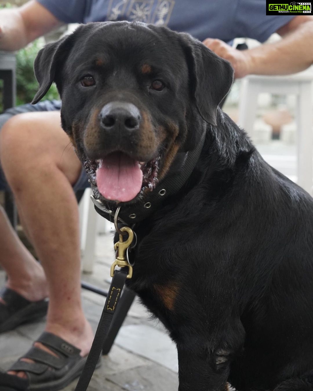 Ira Khan Instagram - Dogs of Cesenatico🐶 1 - Left his owners and followed me. It was the best. Hang out with me for a full 15 minutes. 4 - Was just too excited and kept coming at my camera and tried to turn my lens cap into a chew toy. #dogsofinstagram #cesenatico #photography Cesenatico, Italy