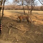 Janvi Chheda Instagram – No filter or caption needed Ranthambore – the land of Tigers (Sawai Madhopur)