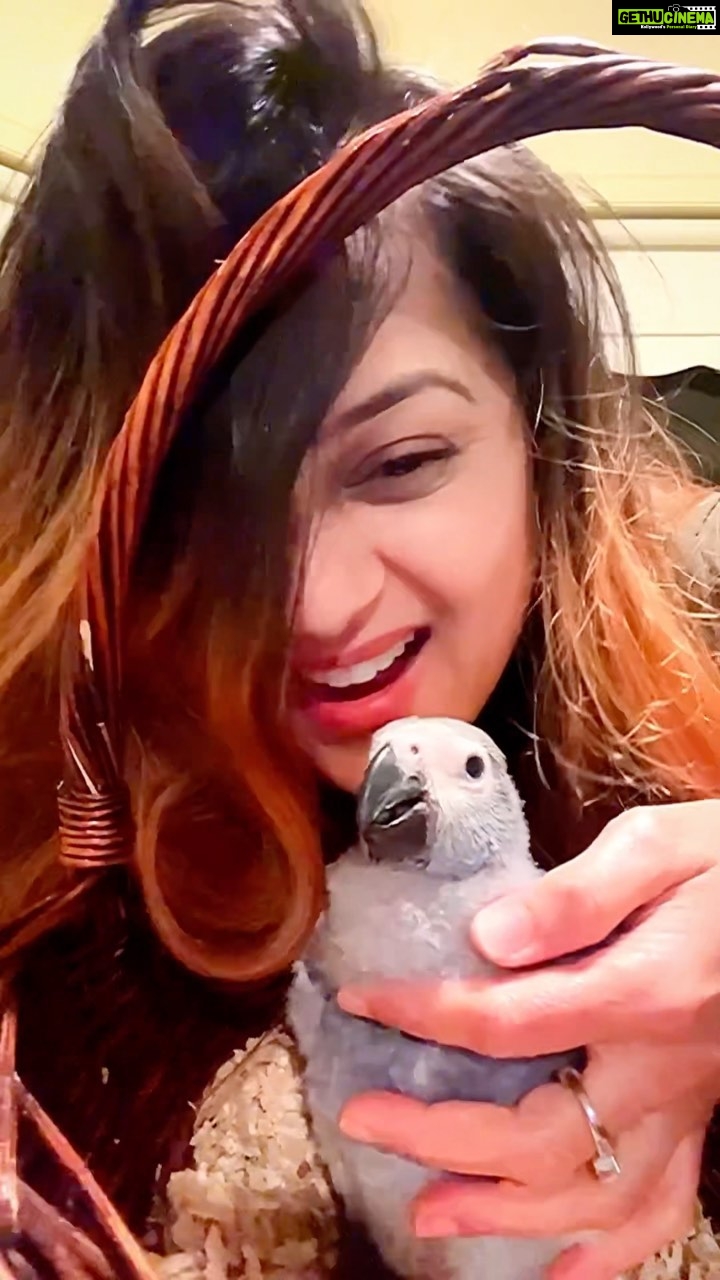 Jayshree Soni Instagram - Ornithophile ❤️🙏 🐣. beyond love #africangreyparrot #babybird #creationofgod #amazing #grey #bird #extreemlycute #love-you #mybaby