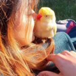 Jayshree Soni Instagram – The way she looks at me… 😍 

#indianringneck
#irn #talkingparrot
#talkingbird #talking #kissme #bird #peakaboo  #seeaustralia #thisismelbourne #parrot #unconditional #loveyou #yellow #thewayyoulookatme #spring #sunshine