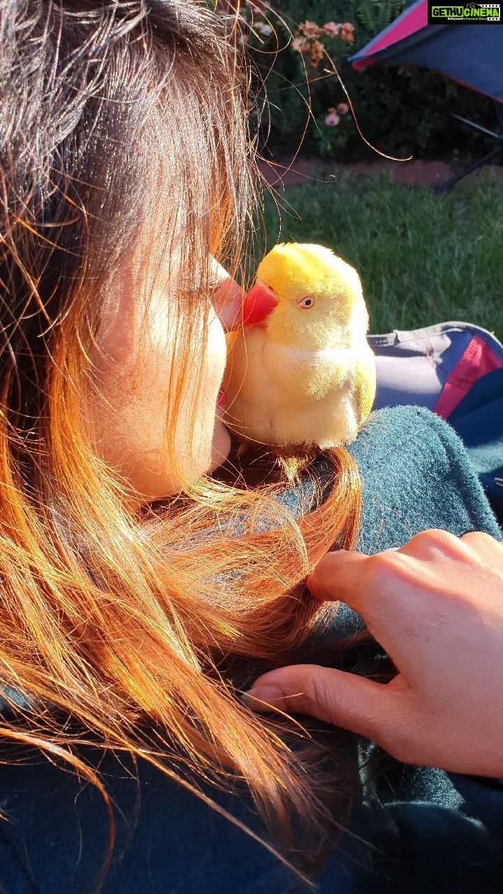 Jayshree Soni Instagram - The way she looks at me... π #indianringneck #irn #talkingparrot #talkingbird #talking #kissme #bird #peakaboo #seeaustralia #thisismelbourne #parrot #unconditional #loveyou #yellow #thewayyoulookatme #spring #sunshine