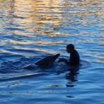 Jayshree Soni Instagram - Some of the greatest minds on earth live in the Seas. #queensland #sealife #warnerbrothers #dolphins #beautifulcreatures #water #dolphinlove #naughtydolphin