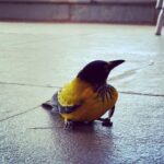 Kalki Koechlin Instagram - Hello yellow #goanbird #flamethroatedbulbul