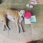 Kalki Koechlin Instagram - If like me you’ve been wondering where to donate for the Turkey Syria crisis, here’s two orgs that accept INR www.wfp.com and www.Oxfam.co.uk Links in story (In this photo is Brownie, she knows that even a little goes a long way…) #turkeysyriaearthquake #helpifyoucan❤️