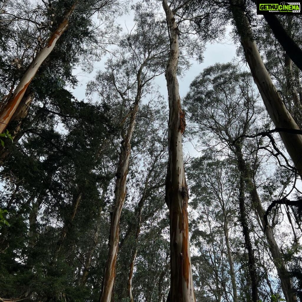 Kalki Koechlin Instagram - Forest findings #treasuresallaround #awalkinthewoods