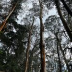 Kalki Koechlin Instagram – Forest findings
#treasuresallaround
#awalkinthewoods