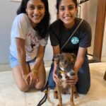 Konkona Sen Sharma Instagram - This is a @mitalisboardandtrain appreciation post! Last lockdown I rescued this cutie but this is my first dog and I hadn’t managed to train her properly. So so happy to have sent my Pepita here for toilet training, leash training and general confidence building. Thank you so much @mitalisalvi and team! 🤗🤗🤗 Also how goofy does my Pepita look 🤪