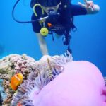 Krystle D'Souza Instagram - Can’t calm down because I found Nemo on my 4th dive 🪸 Honestly one of my best dives ever… beautiful, mysterious, wild and free 🐡 I didn’t want this one to end , I felt like I was a part of the ocean in more ways than one ✨ There’s whole new universe underwater waiting to be explored. Can’t wait for my next ✨🫶🏼 . . A big thank you to @furaveriresort and @makeplansholidays for making this happen. Also it wouldn’t be such a surreal experience without the amazing team at #FuraveriResort @diveclubfuraveri @b._.shetty @costa_friendfaraway @shifad0 @victoria__prince @malota.marie @yussefmarzuk 🤿 . . Ps. @victoria__prince and I spotted 2 sharks 🦈!! Never thought I’d say this but what an exciting overwhelming feeling ! Also , Thanks for these amazing clips ✨