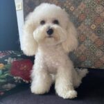Minissha Lamba Instagram - Kiki and Biki fresh from the Spa.. Kiki all up for striking a pose... While Biki says.. Do i really have to??? I just wanna chill... The cutest poodles I have ever known! ❤️❤️❤️ . . . . . . . . #poodle #poodlesofinstagram #poodlelove #dogsofinstagram #doggo #doggy #dogsgram #puppy