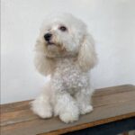 Minissha Lamba Instagram - Kiki and Biki fresh from the Spa.. Kiki all up for striking a pose... While Biki says.. Do i really have to??? I just wanna chill... The cutest poodles I have ever known! ❤️❤️❤️ . . . . . . . . #poodle #poodlesofinstagram #poodlelove #dogsofinstagram #doggo #doggy #dogsgram #puppy