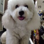 Minissha Lamba Instagram - Thankyou @pamperedpets_nfc for making me looking like such a cutie patutie! Special shoutout to Kunal.. who is always pushing the edge with my cuteness Kiki Malik #dogsofinstagram #dogs #poodles #poodlesofinstagram #poodlesofficial #dogram