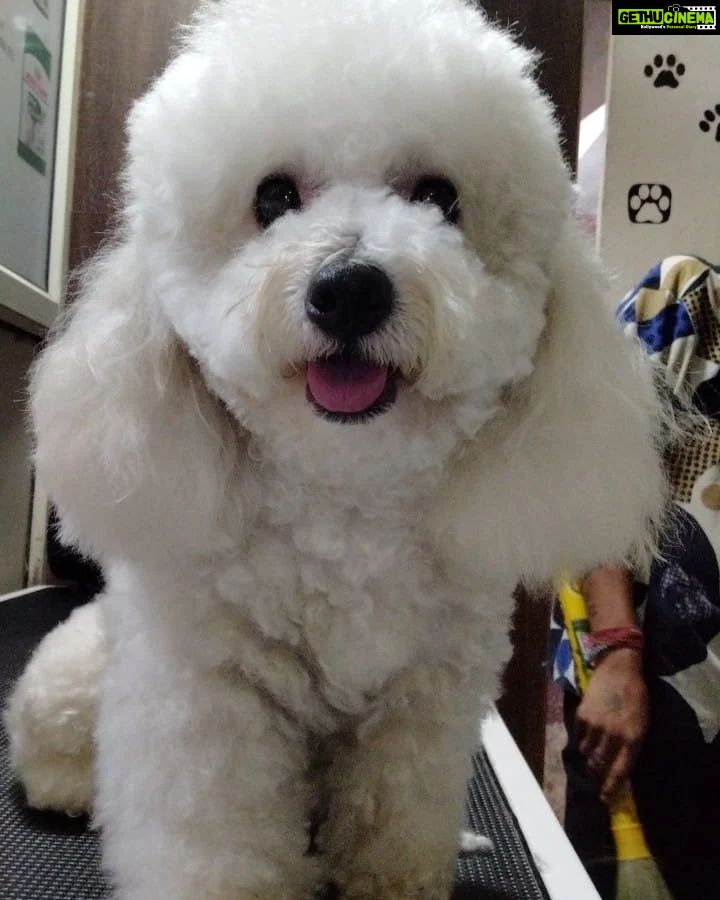 Minissha Lamba Instagram - Thankyou @pamperedpets_nfc for making me looking like such a cutie patutie! Special shoutout to Kunal.. who is always pushing the edge with my cuteness Kiki Malik #dogsofinstagram #dogs #poodles #poodlesofinstagram #poodlesofficial #dogram
