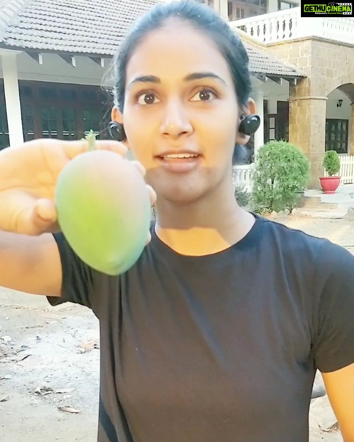 Mukti Mohan Instagram - It was MANGONIFICENT!🌈🥭🌳🤘 मैंने पहली बार आम जनता की तरह आम पेड़ से तोड़े, शहर में पली-बढ़ी एक बच्ची को किसानों की मेहनत और धैर्य देखने का सुख मिल रहा है। क्युंकि बिना chemicals इस्तेमाल किये उगाएं हैं तो, थोड़ा धैर्य ये ready-to-eat generation को रखना सीखना पड़ेगा। (that was for myself!! Can't stop sniffing this majestic fruit!) Thank you Jeetu Bhaiya and my dearest Jaanzuaaa @nihaarpandya 🌈🥭🌳🤘 P.S. - At the back of my head I couldn't stop humming- Paaayeriie Yaad Vo Yaad Vo Aaeriii...Ae Paayeriee!! 😂🥭 #QuarantineLifeInAFarm #ChemicalFreeLiving #AamKhaao #KhushRaho #StayHomeStayPositiveStayFit #Mangonificent