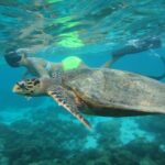 Mukti Mohan Instagram - Reality whistles a different tune underwater.. but in your gorgeous depth and silence some creatures were music to my eyes.. 🐢 🐠 🌊Next time we will have a proper conversation, I promise ♾️ for this time some pictures are worth a reminder of how vast, gorgeous, unpredictable and unexplored our mother is 🌍 #blessed #blessedbeyondmeasure Until next time @mohanshakti @alishasingh.official P.S : This #2020TheAwakeningYear has made me way too aware and grateful for what I have yaar! Thank you for reading 🙏