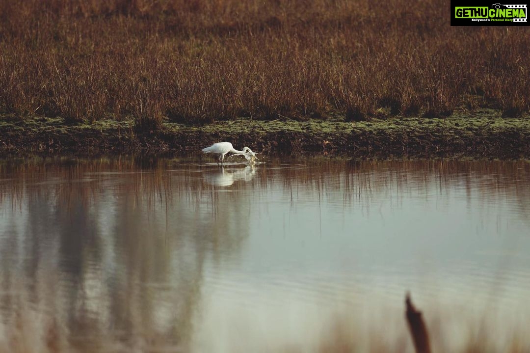 Neha Gowda Instagram - Sony alpha 1 Sony 400mm This camera caught all our wildlife visuals throughout our safari journey in Kanha!! Usually photographers are really possessive about their cameras, like they literally carry them like their babies, but Dr. Shashank did allow us to use his camera very generously, I really wanna thank him wholeheartedly for letting us share his passion through our visuals too, and this camera captures way more deep pictures and animal movements through its high resolution, much more than one's eyes could witness and yeah, the shutterbug in me was really happy capturing those scenic beauty.!! I can't wait to share those clicks which I have captured during our safari, but the thing is our fellow kanmani(Anu) hasn't sent those pictures fully🙄because I dint have enough memory in my phone 🤣 Anyway, it's okay😜 I'm DEMANDING her to post those pictures in her profile with due credits 😉 #kanmanisinkanha Kanha National Park