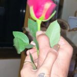 Pavitra Punia Instagram - Old school Valentine’s 💌 at home 🏡 Food, roses, gifts, love, laughter, peace 🧿🌸 Happy pyar wala din to you all from us all 🧿🫶🏻 #eijazkhan #pavitraapuniya #pavitrapunia #valentinesday #shaktithebeagle #bagheera