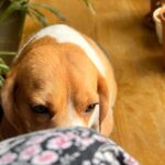 Pavitra Punia Instagram – My paw-some kids 🫶🏻 #shaktipunia #bagheerap

#pavvitrapunia