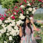 Pooja Sawant Instagram - A pic with ‘कश्मिरी गुलाब’ is mandatory 🌹