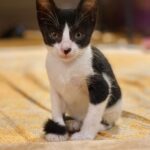 Pooja Sawant Instagram - Sweet lil story of my sweet lil angel 🌸✨ Her beautiful journey from scared kitten to a happy child ♥️ she gave me hope to believe in love again … @srushti_badrike walked to us with an extended family ✨ Thank you srushti for adopting her ..god bless you 🌸 #adoptdontshop #cat #adopt @officialjoshapp @josh.marathi #joshapp #joshmarathi #officialjoshapp