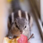 Pooja Sawant Instagram - Our beloved Rio 🐿️ has crossed rainbow bridge 🌈 peacefully…. I am not able to forgive myself for not being there with him in his last moments 😢 I have never seen such a strong bond which Rucha and rio shared ♥️🐿️ they are inseparable.. I am very much sure that this angel will come back in Rucha’s life in some different form … till that I am going to miss my cute little monster 🐿️🌸😢 come back ..we have many things to solve in between us 😭💕 ओम नमः शिवाय 🔱🙏🏻