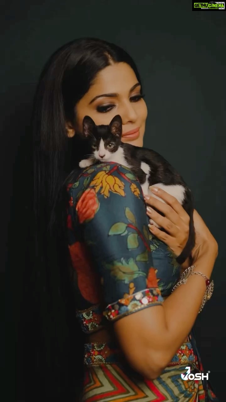 Pooja Sawant Instagram - Finally my angel found her forever home with @srushti_badrike ♥️ Thank you srushti for coming forward to save one life 🌸 #adoptdontshop #indiebreed #indiecat #poojasawant #joshappofficial #joshapp #joshmarathi @josh.marathi @officialjoshapp