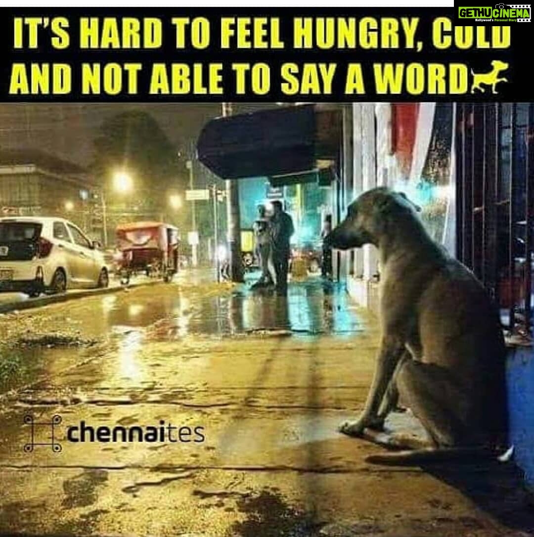 Pradeep Ranganathan Instagram - My forever love :) Dogs :) Your the best guys :) #Rossy #Bonzo #Mani #Rolo #Niki :)