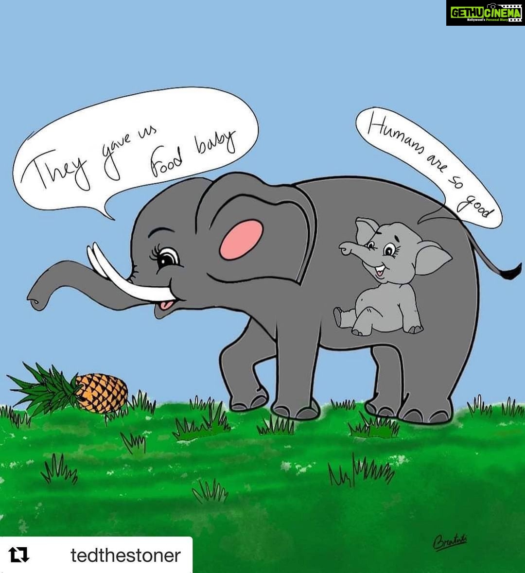 Preeti Jhangiani Instagram - #Repost @tedthestoner with @get_repost ・・・ A pregnant elephant was fed cracker stuffed pineapple by unidentified people in Kerala which exploded in her mouth and damaged her jaw. She walked around the village and finally passed away standing in a river. We keep searching for monsters hoping they would be having the devil's horns on their heads. But look around you, the monsters walk beside you. From anybody who throws stones at a stray dog to anybody hurting a living soul, choose one face. A lot of these animals trust human beings because they have been helped by them in the past. This is cruel beyond measure. When you lack empathy and kindness, you do not deserve to be called a human being. To hurt someone is not human. Just stricter laws won't help. We need a decent execution of the law too. Until the guilty are punished in the worst possible way, these wicked monsters will never fear the law. Though it's a difficult task, I hope they are able to find out the one who committed this crime and punish them accordingly. Artwork by Bratuti.
