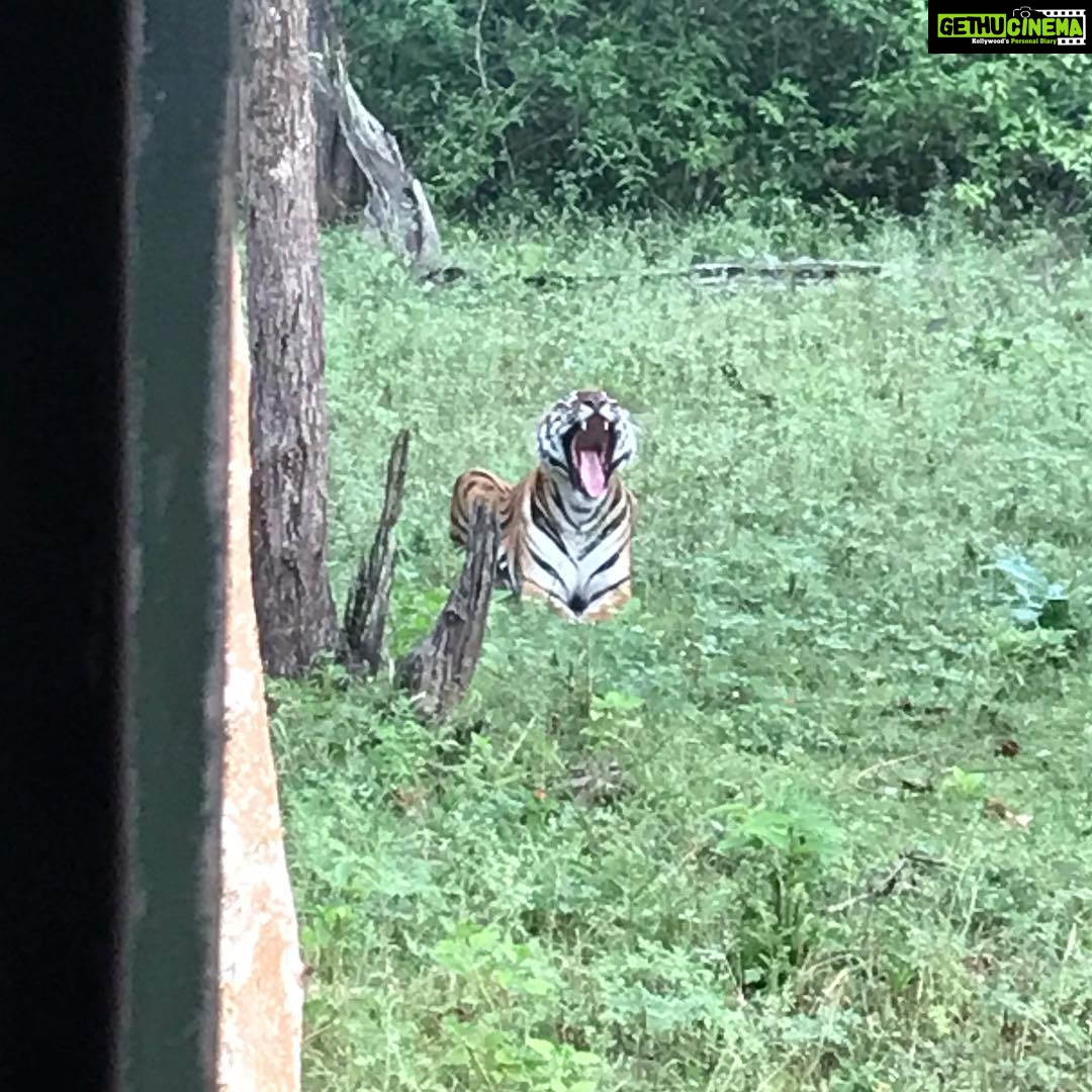 Preeti Jhangiani Instagram - Totally worth the early morning wake up call to see this beautiful #tigress and #majestic #leopard #kabini #kabiniforest #jungle #junglesafari #experience
