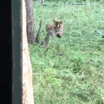 Preeti Jhangiani Instagram - Totally worth the early morning wake up call to see this beautiful #tigress and #majestic #leopard #kabini #kabiniforest #jungle #junglesafari #experience