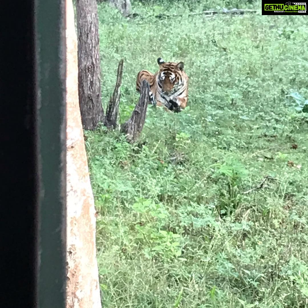 Preeti Jhangiani Instagram - Totally worth the early morning wake up call to see this beautiful #tigress and #majestic #leopard #kabini #kabiniforest #jungle #junglesafari #experience