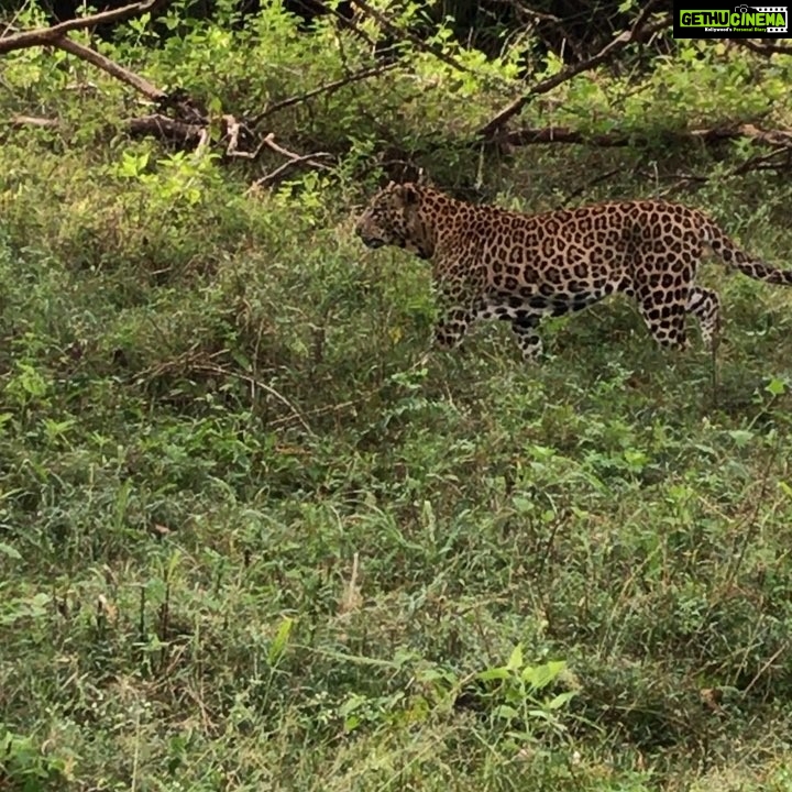 Preeti Jhangiani Instagram - Totally worth the early morning wake up call to see this beautiful #tigress and #majestic #leopard #kabini #kabiniforest #jungle #junglesafari #experience